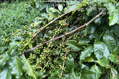 Tháng 9 trong vườn Arabica – Mùa mưa và những trái cà phê đầu tiên...